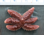 Leptasterias - small sea star