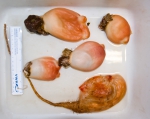 Halocynthia and Boltenia - sea peaches with 1 sea potato. Halocynthia and Boltenia - sea peaches with 1 sea potato.