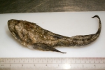 Myoxocephalus quadricornis - fourhorn sculpin