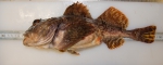 Myoxocephalus scorpius - shorthorn sculpin (large)
