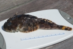 Myoxocephalus scorpius - shorthorn sculpin (small)