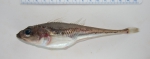 Triglops nybelini 1