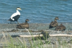 Somateria mollissima - common eider