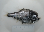 Argyropelecus aculeatus