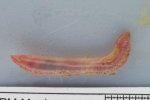 Ophelia limacina