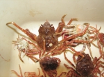 Hyas coarctatus - group