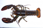 Homarus americanus - American lobster