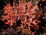 Halisarca harmelini epibiont of Smittina cervicornis