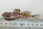 Artediellus atlanticus - Atlantic hookear sculpin