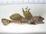 Artediellus uncinatus - snowflake hookear sculpin
