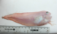 Careproctus reinhardti - sea tadpole