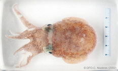 Rossia palpebrosa - bobtail squid (in a dish)