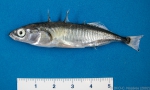 Gasterosteus aculeatus - threespine stickleback