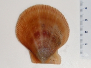 Chlamys islandica - scallop (small)