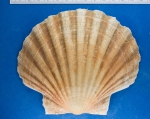 Pecten irradians