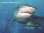 Tiger shark