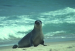 Harbour seal - female