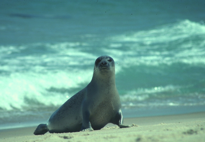 Harbour seal - female