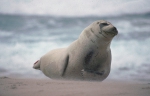 Harbour seal - male