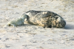 Grey seal - female and pup