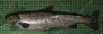 Salmo salar - female Salmo salar - female