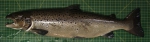 Salmo salar - male Salmo salar - male