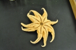 Solaster earlli - oral surface Solaster earlli - oral surface