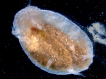 Holothuroidea (sea cucumbers)