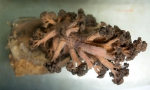 Duva florida (top view)