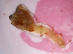 Staurozoa