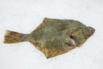 Platichthys flesus