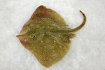Bathyraja brachyurops