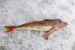 Chelidonichthys lucernus 