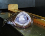 Lophius americanus Lophius americanus