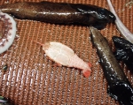 Deep sea shrimp