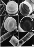 Plate III - SEM