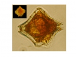 Protoperidinium conicum