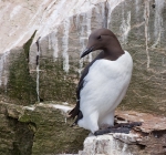 Common Murre