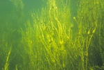 Ascophyllum