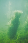 ascophyllum