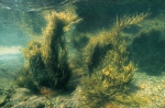 Ascophyllum