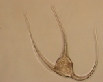ceratium horridum