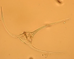 Ceratium arcticum