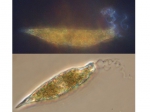 Eutreptiella braaudii