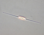 Cylindrotheca closterium