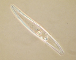 Gyrosigma