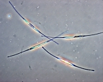 Nitzschia longissima