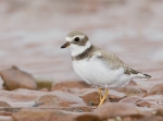 Semipalmated Plover