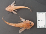Cottus ricei - spoonhead sculpin