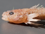 Cottus ricei - spoonhead sculpin (head)